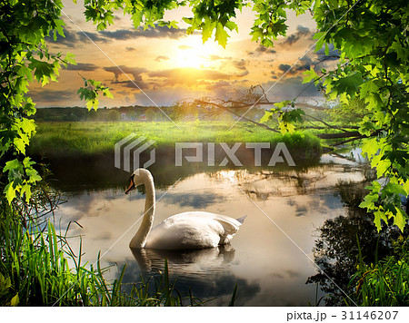 Swan in spring morning 31146207