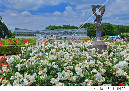 神代植物公園春のバラフェスタ 31146465