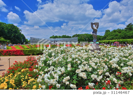 神代植物公園春のバラフェスタの写真素材