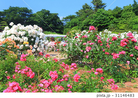 生田緑地ばら苑 31146483