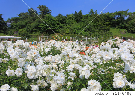 生田緑地ばら苑 31146486