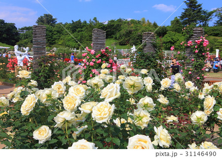生田緑地ばら苑 生田緑地ばら苑 31146490