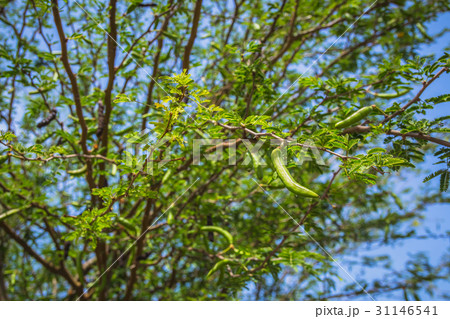 Branch of carob tree with unripe pods Branch of carob tree with unripe pods 31146541