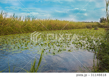 Water Lily Pool of Yarkon National Park 31146618