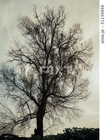 Silhouette of bare tree Silhouette of bare tree 31146666
