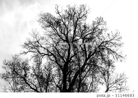 Silhouette of bare tree - black and white 31146683