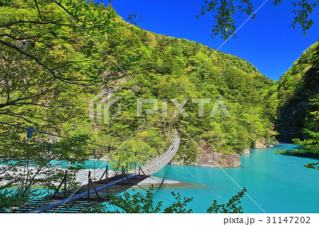晴天下の寸又峡夢の吊り橋 31147202