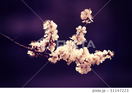 Apricot tree flower Apricot tree flower 31147223