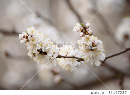 Apricot tree flower Apricot tree flower 31147227