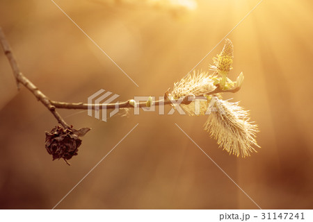 Blooming willow branch Blooming willow branch 31147241