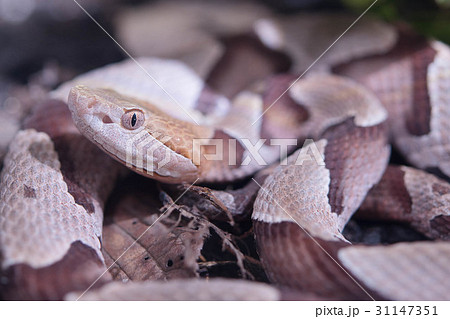 アメリカマムシ カパーヘッド 蛇 毒 毒ヘビの写真素材