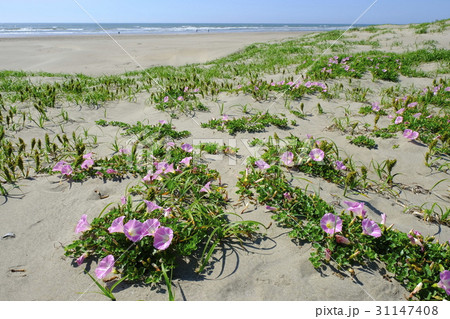 九十九里浜の浜昼顔 九十九里浜の浜昼顔 31147408