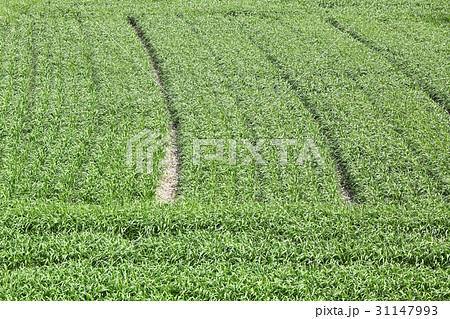 麦畑 麦畑 31147993