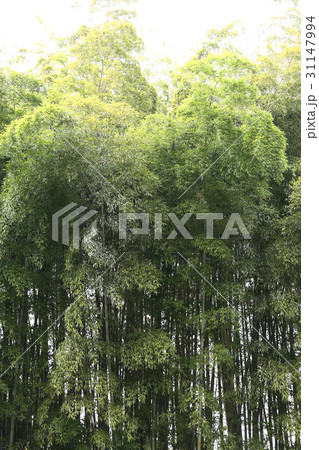 竹林 31147994