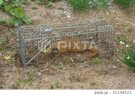 捕獲されたイタチ 捕獲されたイタチ 31148522
