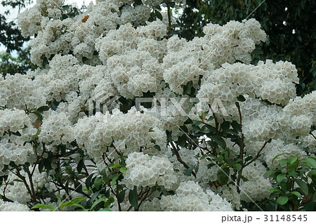カルミア 白色花 01 カルミア 白色花 01 31148545