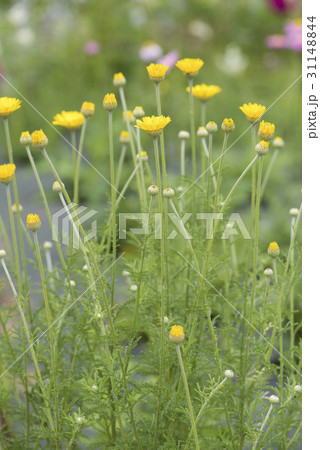 ダイヤーズカモミール 31148844