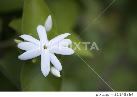 ボルネオソケイ 31148864