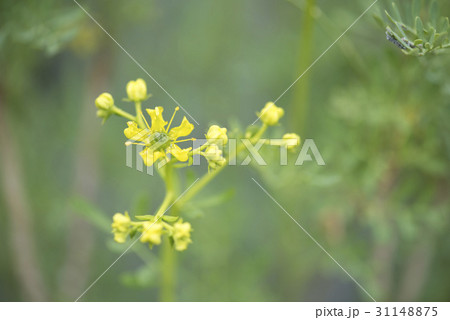 ルーの写真素材