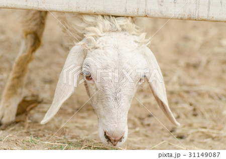 Close up of sheep in the farm Close up of sheep in the farm 31149087