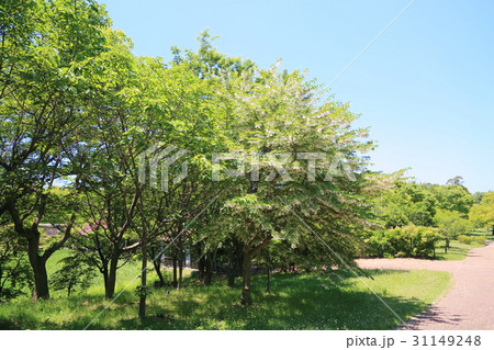 新緑の公園 エゴノキの花 新緑の公園 エゴノキの花 31149248
