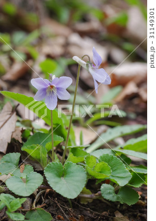 野に咲くすみれ 31149301