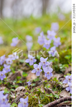 野に咲くすみれ 31149304