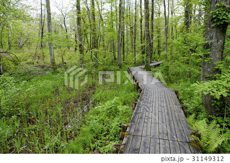 新緑の中瀬沼自然探勝路の木橋 31149312