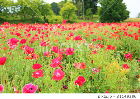 ヒナゲシの花 ヒナゲシの花 31149386