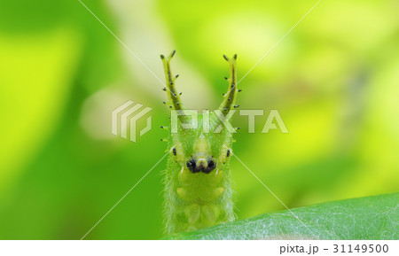 オオムラサキの幼虫-Great purple emperor 31149500