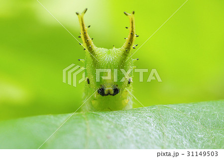 オオムラサキの幼虫-Great purple emperor オオムラサキの幼虫-Great purple emperor 31149503