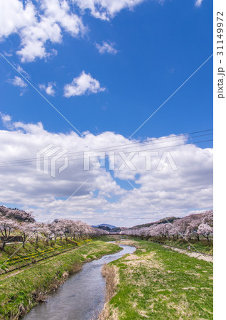 小野町夏井千本桜 31149972