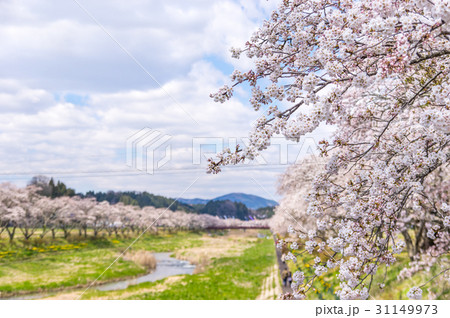小野町夏井千本桜 小野町夏井千本桜 31149973