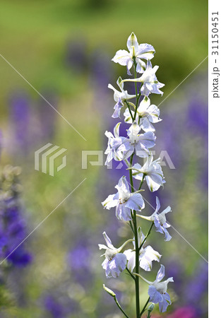 ラークスパー ラークスパー 31150451