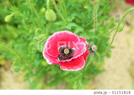 ヒナゲシの花 ヒナゲシの花 31151818
