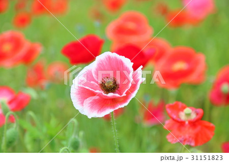 ヒナゲシの花 31151823