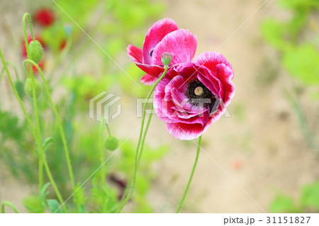 ヒナゲシの花 31151827