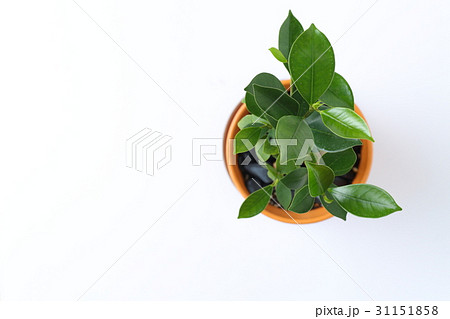 ガジュマルの木 ガジュマルの木 31151858