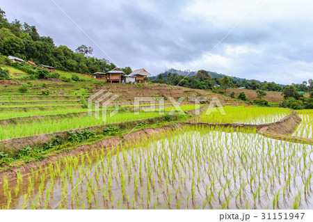 Green Terraced Rice Field in Pa Pong Pieng 31151947