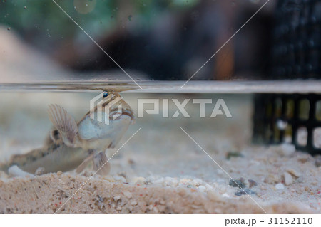 Mudskipper, Amphibious fish on swamp. 31152110