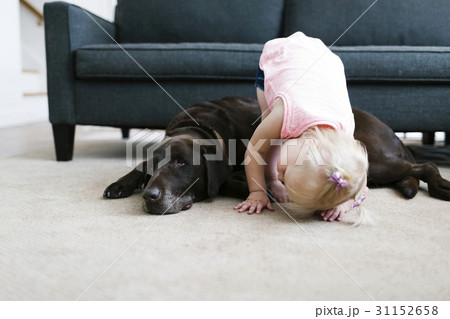 Small girl (2-3) playing with dog in living room Small girl (2-3) playing with dog in living room 31152658
