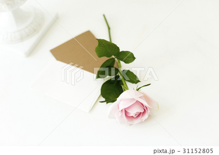 Rose lying on note 31152805