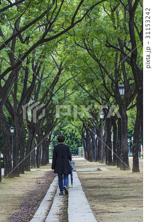 Spain, Seville, Maria Luisa Park, Woman walking treelined path in park Spain, Seville, Maria Luisa Park, Woman walking treelined path in park 31153242