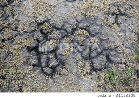 Ukraine, Dnepropetrovsk Region, Novomoskovskiy District, Lake Soleniy Lyman, Overhead view of plants and soil Ukraine, Dnepropetrovsk Region, Novomoskovskiy District, Lake Soleniy Lyman, Overhead view of plants and soil 31153309