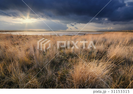Ukraine, Dnepropetrovsk Region, Novomoskovskiy District, Grassy shore by Lake Soleniy Lyman at sunset 31153315