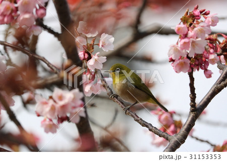 寒緋桜とメジロ 寒緋桜とメジロ 31153353