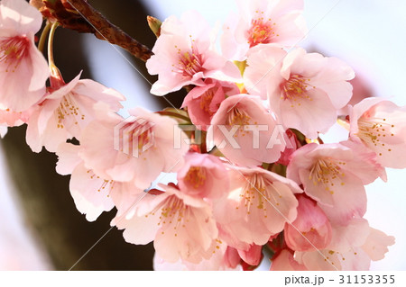 蜂須賀桜 31153355