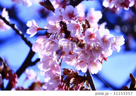 蜂須賀桜 蜂須賀桜 31153357