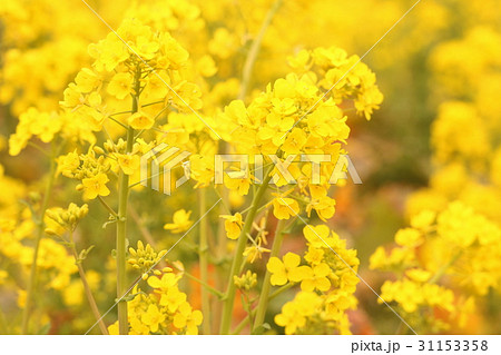 満開の菜の花 31153358