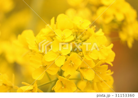 満開の菜の花 31153360